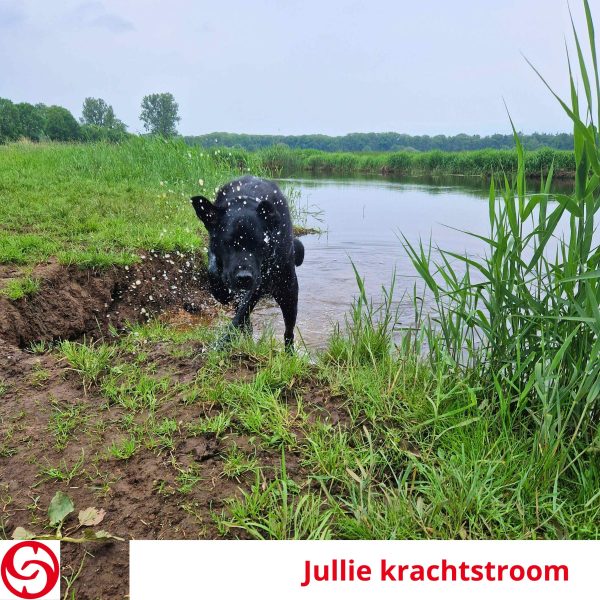 Oerkracht, de bron van je onderneming